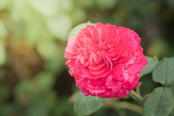 Rosas Jardim Rosas São Bonitas Com Belo Dia Ensolarado — Fotografia de Stock