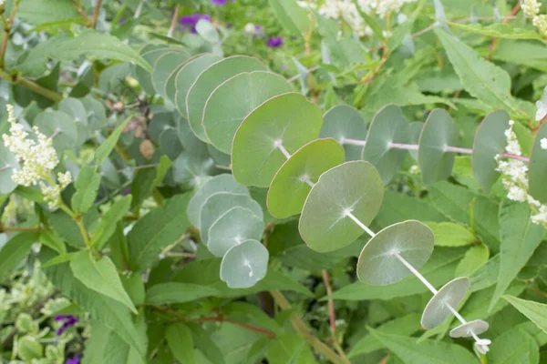 Eucaliptos Família Gunnii Cercados Por Eucaliptos Florais Compostos Por Antigos — Fotografia de Stock