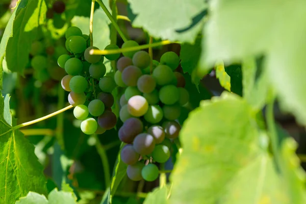 Green Grapes Vine — Stock Photo, Image