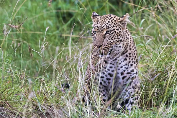Leopard Panthera Pardus Masai Mara Kenya — Stockfoto