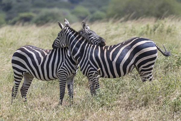 Plains Zebras Equus Quagga Cebras Comunes Parque Nacional Tsavo West —  Fotos de Stock