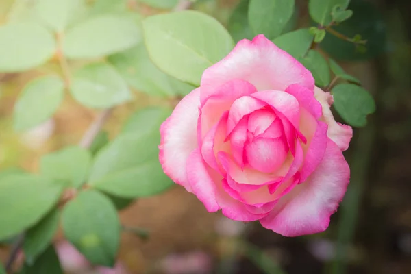 Rosas Jardín Rosas Son Hermosas Con Hermoso Día Soleado — Foto de Stock