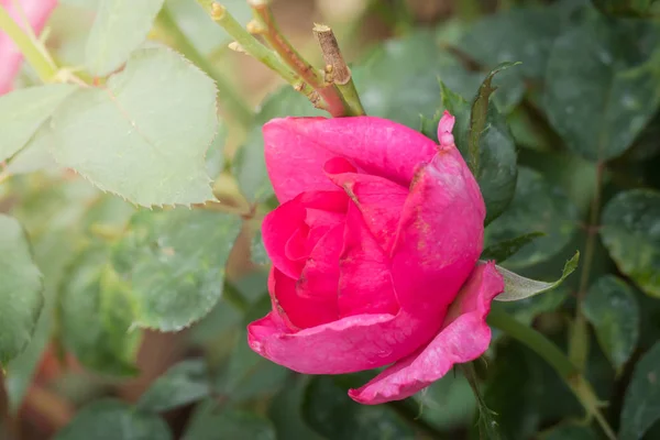 Rosas Jardín Rosas Son Hermosas Con Hermoso Día Soleado — Foto de Stock