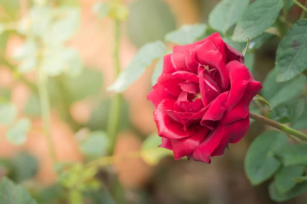 Roses Dans Jardin Les Roses Sont Belles Avec Une Belle — Photo