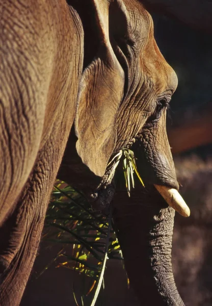 Großaufnahme Eines Elefantenkopfes — Stockfoto