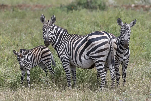 Planícies Zebras Equus Quagga Zebras Comuns Tsavo West National Park — Fotografia de Stock