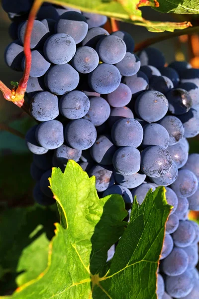 Cachos Uvas Vinha Agrícola — Fotografia de Stock