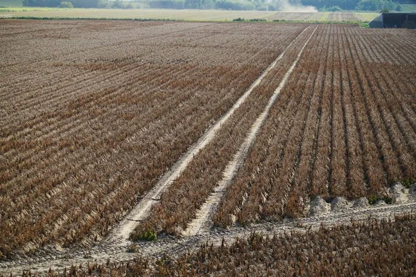 Campo Seco Schleswig Holstein — Fotografia de Stock