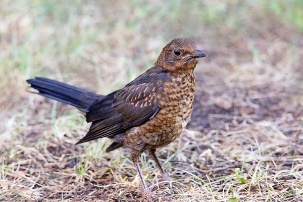 Κοινός Blackbird Νεοσσός Turdus Merula Στη Σλοβενία — Φωτογραφία Αρχείου