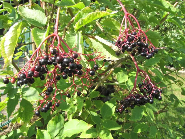 Ancião Comum Sambucus Nigra — Fotografia de Stock