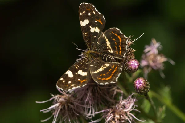 Una Farfalla Fiore — Foto Stock