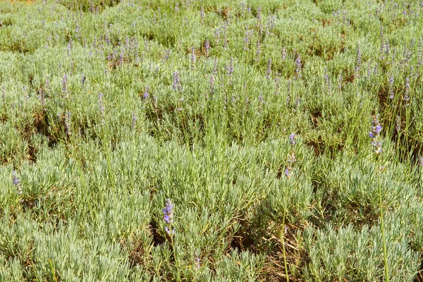 Lavender Plants Bloom Sunlight Field — Stock Photo, Image