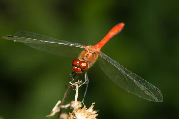 Close Red Dragon Fly — Stock Photo, Image