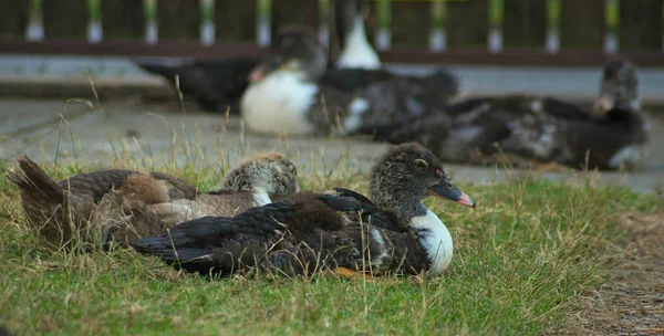 Çimenlerin Üzerinde Oturan Ördek Yavrusu Arka Plandaki Diğer Ördekler — Stok fotoğraf