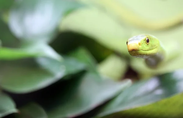 Venomous Snake Eastern Green Mamba Dendroaspis Angusticeps — Stock Photo, Image