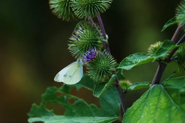 Papillon Blanc Dans Flore Environnement Les Insectes — Photo