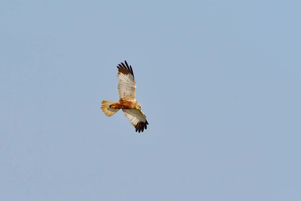 Male Western Marsh Harrier Lov — Stock fotografie