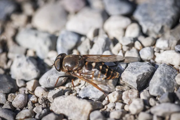坐在砾石石上的空中飞蝇 拉丁文 Syrphidae 的侧面全景 — 图库照片