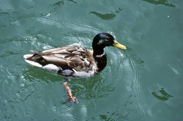 Sluiten Van Een Schemering — Stockfoto