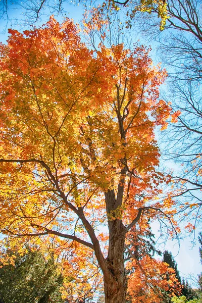 美しい紅葉の木 — ストック写真