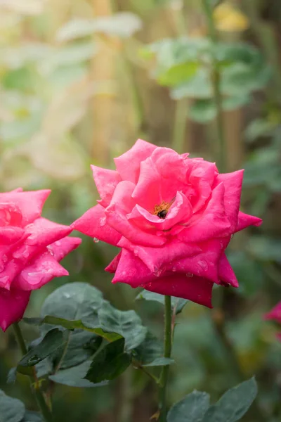 Rózsa Kertben Rózsa Gyönyörű Egy Gyönyörű Napsütéses Nap — Stock Fotó
