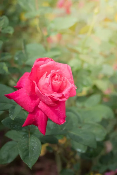 Rosas Jardín Rosas Son Hermosas Con Hermoso Día Soleado — Foto de Stock