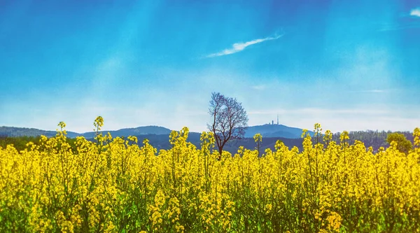 Rape Field Tree — Stock Photo, Image