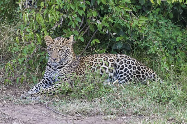 Leopardo Panthera Pardus Masai Mara Quénia — Fotografia de Stock