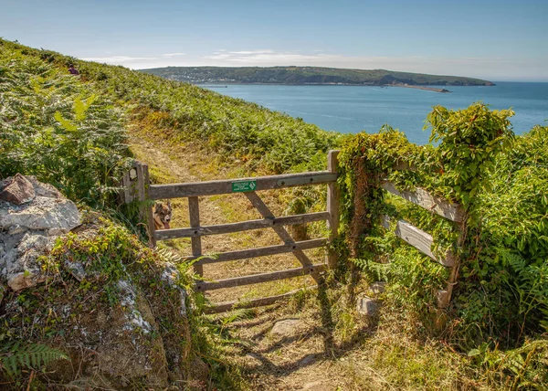 País Gales Caminho Costa Fishguard Litoral Paisagem Dia Verão Justo — Fotografia de Stock