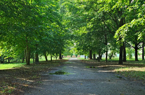 Πάρκο Ασφάλτου Μονοπάτι Που Περιβάλλεται Από Δέντρα Καλοκαίρι — Φωτογραφία Αρχείου