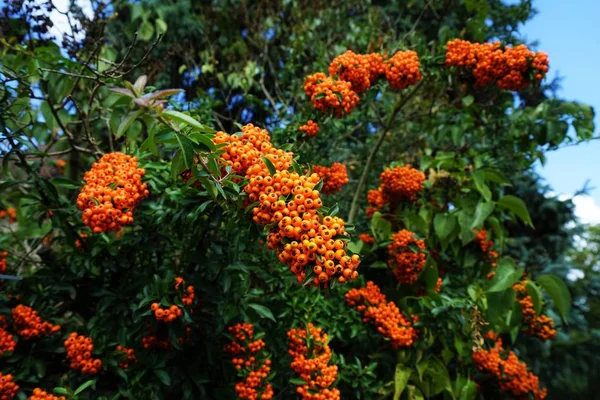 Firethorn Pyracantha Coccinea Sebe Verão — Fotografia de Stock