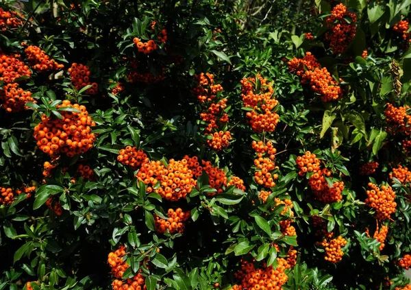 Cortafuegos Pyracantha Protección Coccinea Verano — Foto de Stock