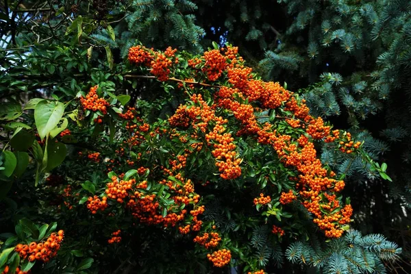 Firethorn Pyracantha Coccinea Hedge Létě — Stock fotografie