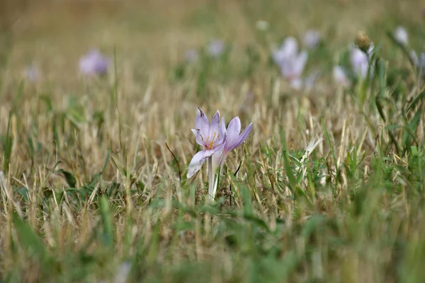 First Spring Flowers Crocus — Stock Photo, Image