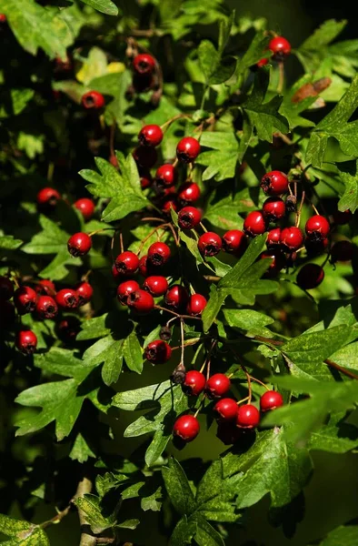 Vruchten Van Meidoorn Crataegus Monogyna — Stockfoto