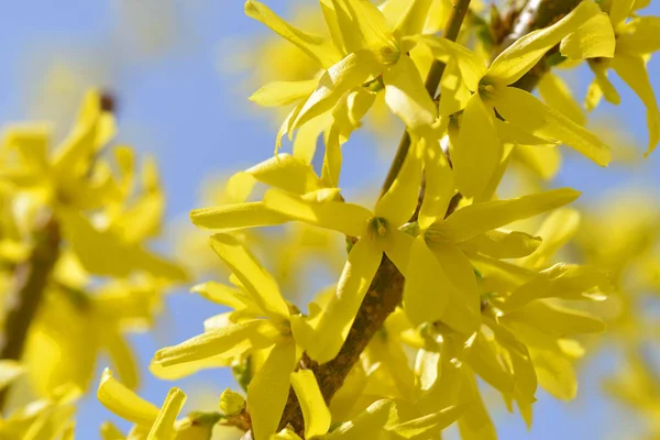 Egy Makró Egy Forsythia Virágból — Stock Fotó