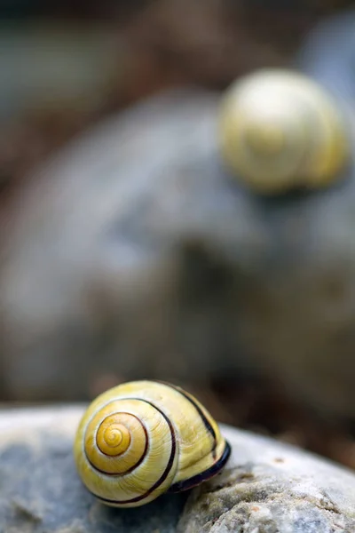 Равлик Спіраль Безхребетних Молюски — стокове фото