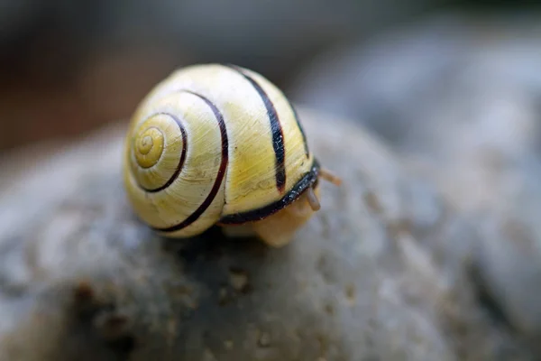 Hélice Mollusque Escargot Coquille — Photo