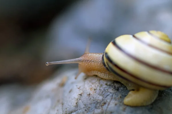 Helix Csiga Puhatestű Kagyló Állat — Stock Fotó