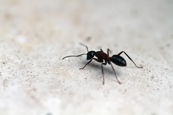 Closeup View Insect Nature — Stock Photo, Image