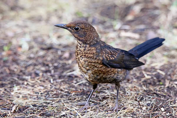 Pájaro Negro Juvenil Turdus Merula —  Fotos de Stock