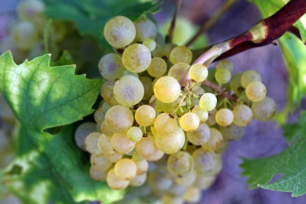 Grappoli Uva Albero Con Uva — Foto Stock