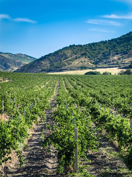 Vertikale Ansicht Des Weinbergs Mit Berg Hintergrund Weinberg Einem Sonnigen — Stockfoto