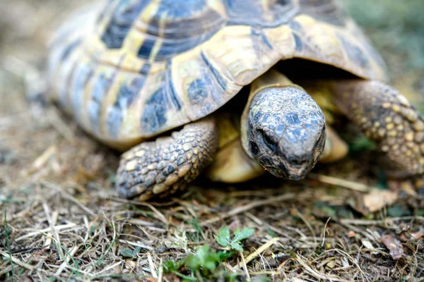 Sköldpadda Framför Naturen Bakgrund — Stockfoto