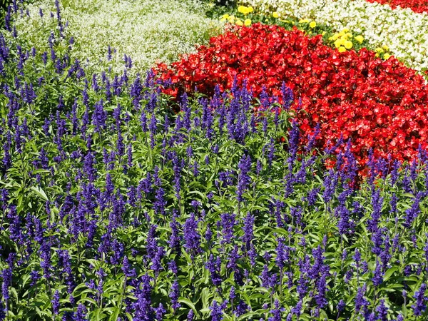 Nahaufnahme Von Schönen Sommerblumen — Stockfoto