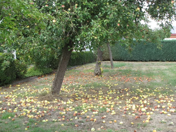 Árbol Manzana Con Gotas — Foto de Stock