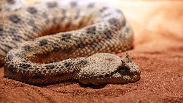 Saharan Horned Viper Cerastes Cerastes — Stock Photo, Image