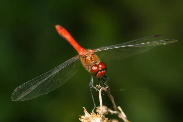 Close Red Dragon Fly — Stock Photo, Image