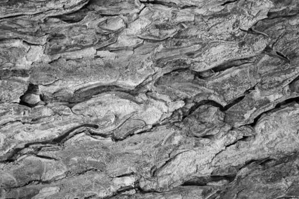 Μοτίβο Υφής Φλοιού Δένδρου Δέρμα Ξύλου Για Φόντο — Φωτογραφία Αρχείου