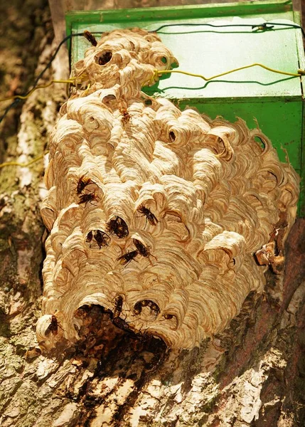 Les Frelons Nichent Été Dans Nichoir — Photo